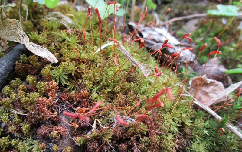 Atrichum undulatum